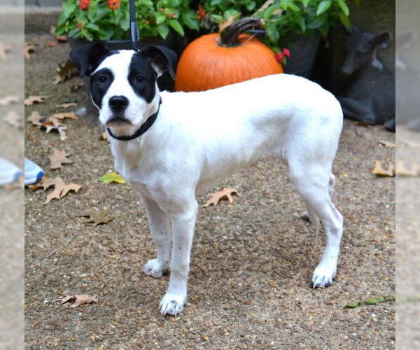 Medium Photo #3 Pointer-Unknown Mix Puppy For Sale in Enfield, CT, USA