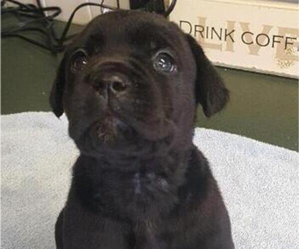 Medium Photo #6 Cane Corso Puppy For Sale in MOORESVILLE, NC, USA