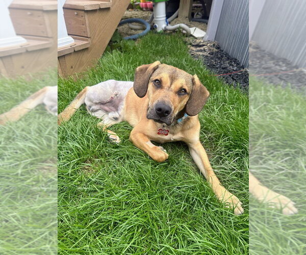 Medium Photo #3 Mutt Puppy For Sale in Springdale, PA, USA