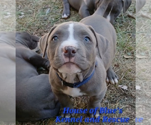 Medium Photo #1 American Pit Bull Terrier Puppy For Sale in DELAWARE, OH, USA