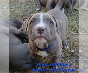 American Pit Bull Terrier Puppy for sale in DELAWARE, OH, USA