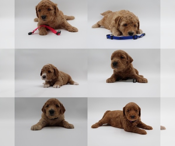 Medium Photo #1 Goldendoodle Puppy For Sale in SACRAMENTO, CA, USA