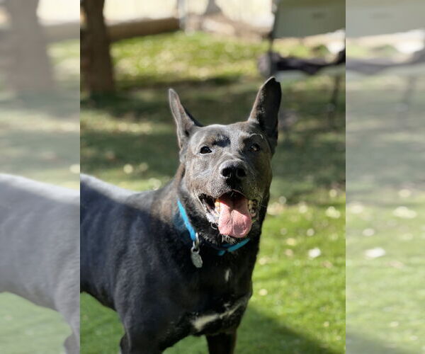 Medium Photo #1 German Shepherd Dog-Unknown Mix Puppy For Sale in San Diego, CA, USA