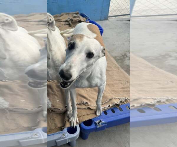 Medium Photo #3 Whippet Puppy For Sale in Cherry Hill, NJ, USA