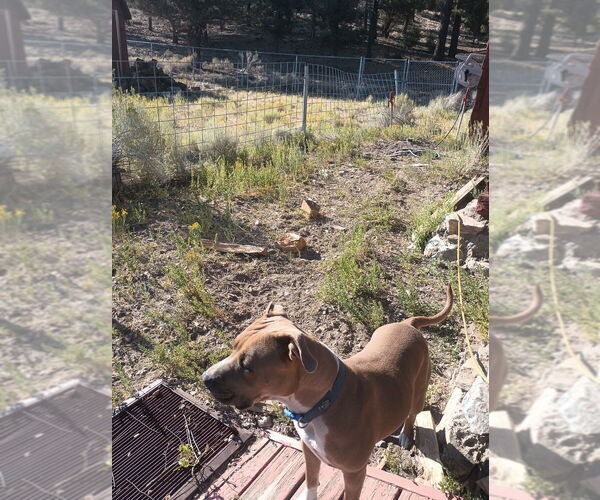 Medium Photo #2 American Pit Bull Terrier Puppy For Sale in Dana Point, CA, USA