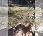 Small #1 American Pit Bull Terrier