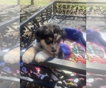Small Photo #56 Australian Shepherd Puppy For Sale in FARMVILLE, VA, USA