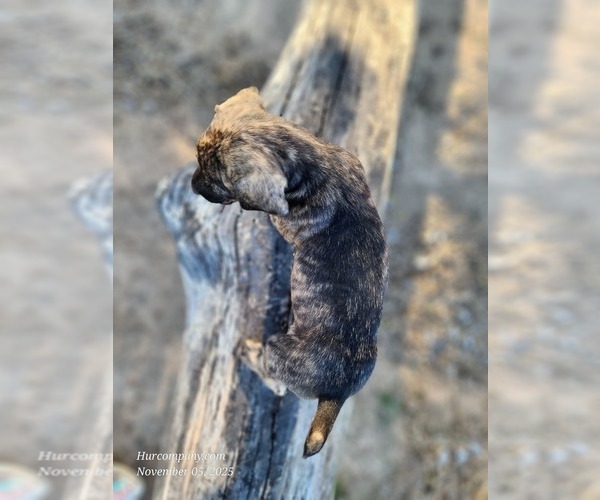 Medium Photo #10 Catahoula Leopard Dog Puppy For Sale in CUMBY, TX, USA