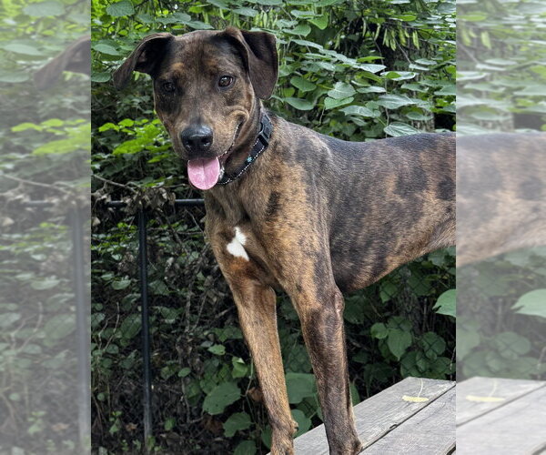 Medium Photo #3 Catahoula Leopard Dog-Unknown Mix Puppy For Sale in Elmsford, NY, USA