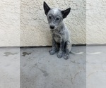 Small #5 Texas Heeler
