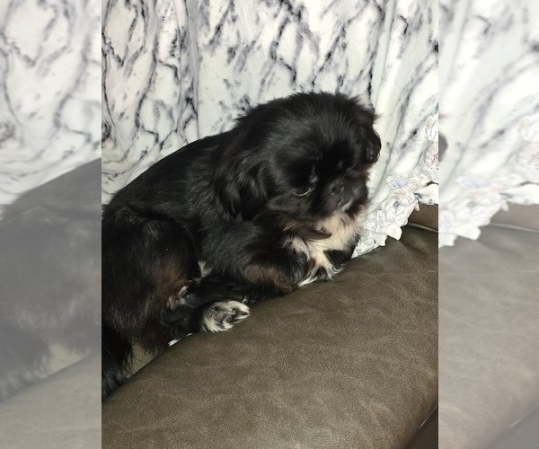 Medium Photo #1 Pekingese Puppy For Sale in COLUMBIA, SC, USA