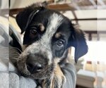 Small Photo #1 Mutt Puppy For Sale in Laramie, WY, USA