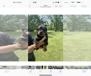 Rottweiler Puppy for sale in HICKORY VALLEY, TN, USA