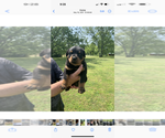 Image preview for Ad Listing. Nickname: Roweiler Pups