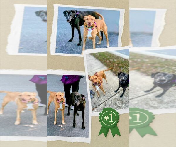 Medium Photo #3 Mutt Puppy For Sale in columbia, SC, USA