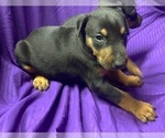 Small Photo #7 Doberman Pinscher Puppy For Sale in MILL SPRING, NC, USA