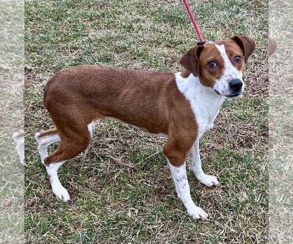 Medium Photo #1 Beagle-Unknown Mix Puppy For Sale in Batavia, OH, USA