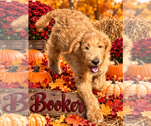 Medium Photo #3 Goldendoodle Puppy For Sale in SAINT CLOUD, MN, USA