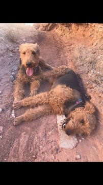Medium Photo #4 Airedale Terrier Puppy For Sale in SAINT GEORGE, UT, USA