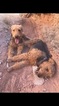 Small Photo #4 Airedale Terrier Puppy For Sale in SAINT GEORGE, UT, USA
