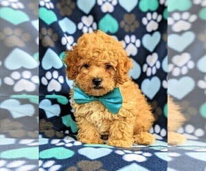Cavapoo Puppy for sale in BIRD IN HAND, PA, USA
