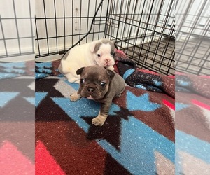 French Bulldog Puppy for sale in WILMINGTON, NC, USA