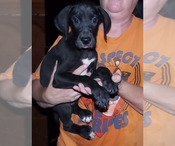 Medium Photo #53 Great Dane Puppy For Sale in SPRAGGS, PA, USA