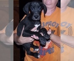 Small Photo #53 Great Dane Puppy For Sale in SPRAGGS, PA, USA