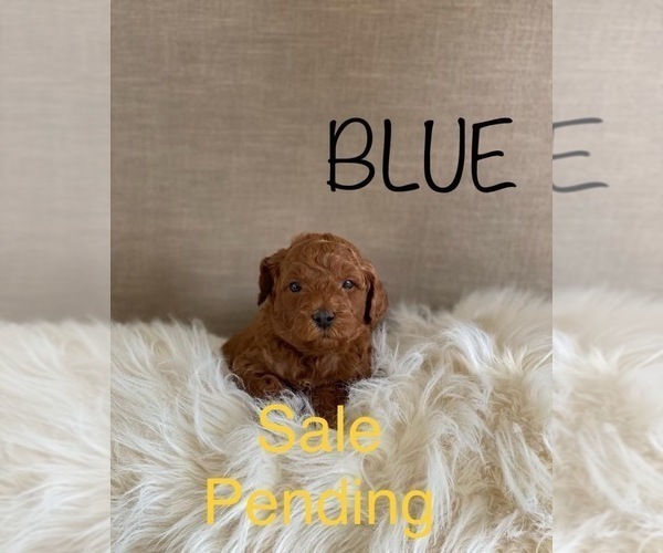 Medium Photo #11 Goldendoodle (Miniature) Puppy For Sale in SYRACUSE, UT, USA