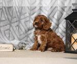 Small Photo #2 Cavapoo Puppy For Sale in FREDERICKSBG, OH, USA