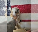 Small Photo #16 Miniature Australian Shepherd Puppy For Sale in CHEYENNE, WY, USA