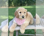 Small Photo #5 Irish Doodle Puppy For Sale in WOOSTER, OH, USA