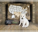 Puppy Green male German Shepherd Dog