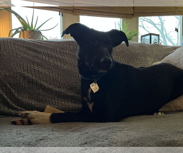 Medium Photo #10 German Shepherd Dog-Unknown Mix Puppy For Sale in Oakhurst, NJ, USA