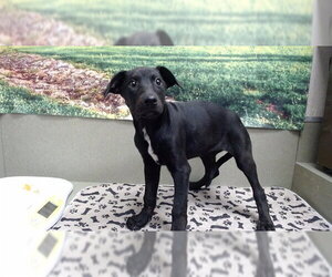 Doberman Pinscher-Unknown Mix Dogs for adoption in Moreno Valley, CA, USA