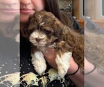 Puppy Blaze Havanese