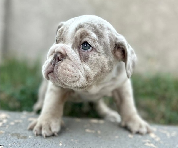 Medium Photo #4 English Bulldog Puppy For Sale in HOUSTON, TX, USA