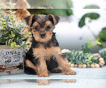 Puppy Harper Shorkie Tzu
