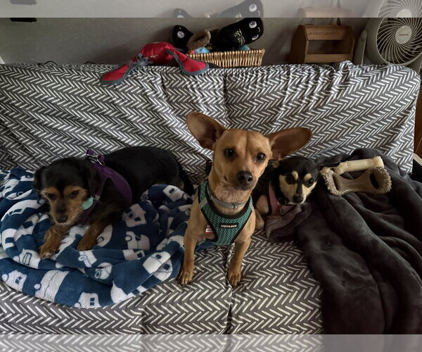 Medium Photo #5 Chiweenie Puppy For Sale in Wakefield, RI, USA