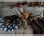 Small #4 Chiweenie