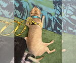 Small #5 Chinese Shar-Pei-Labrador Retriever Mix