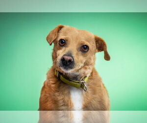 Chiweenie Dogs for adoption in Queen Creek, AZ, USA