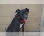 Small #2 Labrador Retriever Mix