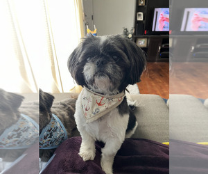 Father of the Shih Tzu puppies born on 12/26/2025