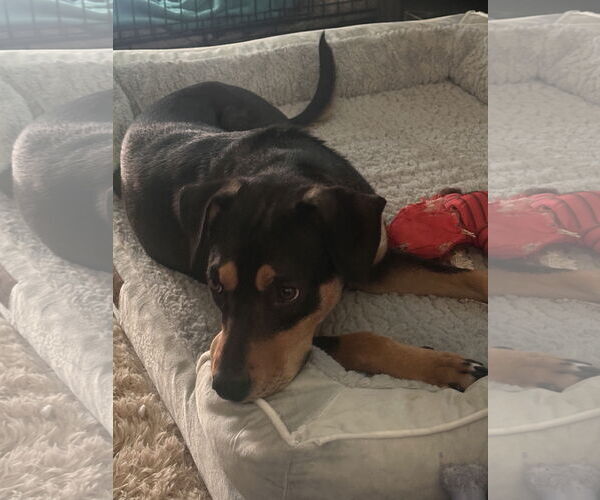 Medium Photo #4 Rottweiler-American Pit Bull Terrier Puppy For Sale in MIDWAY, UT, USA