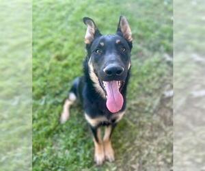 German Shepherd Dog-Unknown Mix Dogs for adoption in Riverside, CA, USA