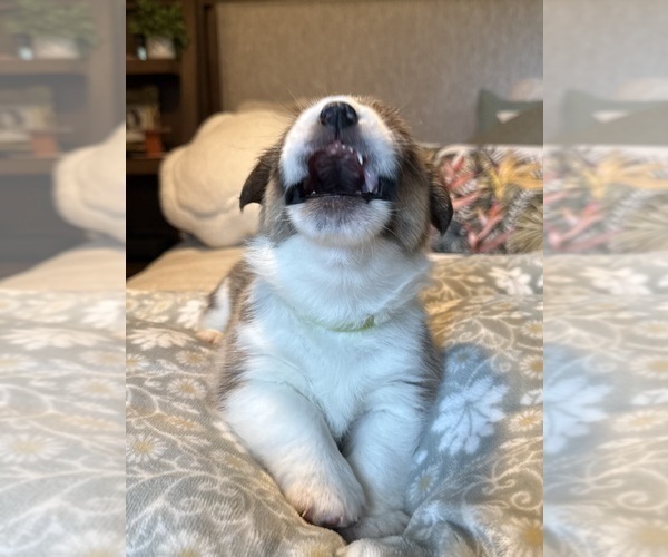 Medium Photo #24 Pembroke Welsh Corgi Puppy For Sale in GRAND RAPIDS, MI, USA