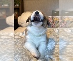 Small #23 Pembroke Welsh Corgi