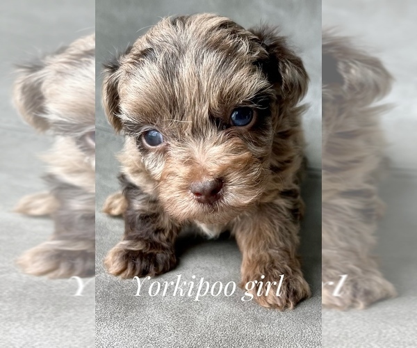 Medium Photo #2 YorkiePoo Puppy For Sale in AQUILLA, TX, USA
