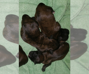 Shih Tzu Litter for sale in EUFAULA, OK, USA
